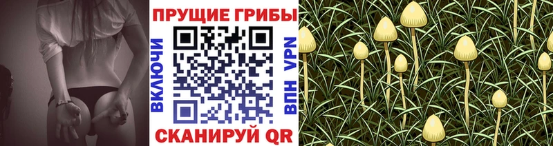 Купить закладки  Наволоки  Псилоцибиновые грибы мицелий 